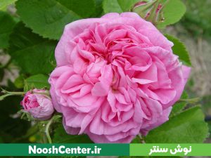 گل محمدی