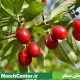 زغال اخته