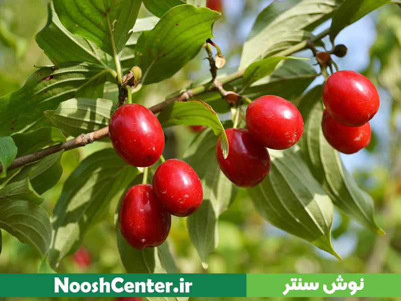 زغال اخته