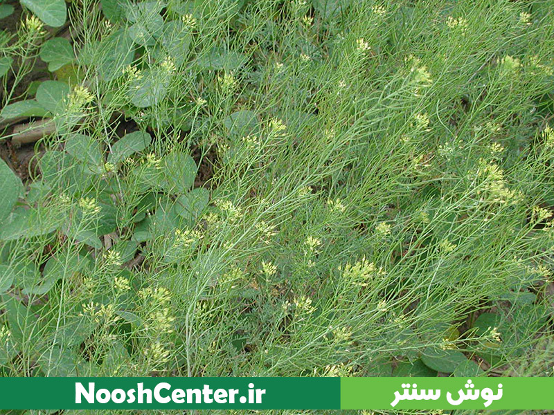 خاکشیر