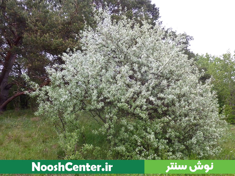 شکوفه سنجد