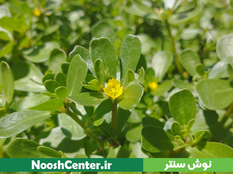 تخم خرفه