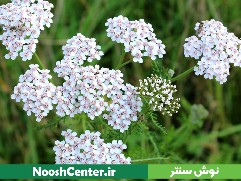 بومادران